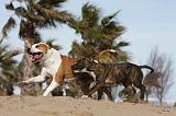 AMSTAFF  ADULT & PUPPIES 044